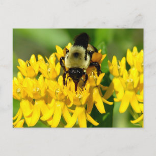 Biene beim Gelage auf Schmetterlingskraut-Wildblum Postkarte