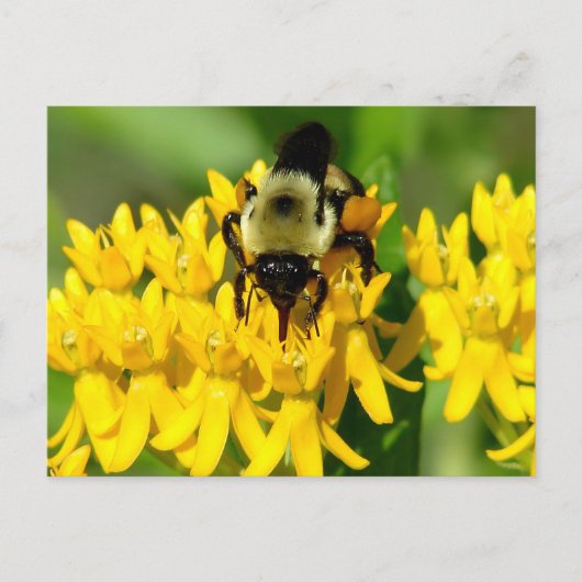 Biene beim Gelage auf Schmetterlingskraut-Wildblum Postkarte (Vorderseite)