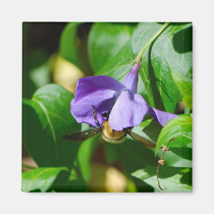 Biene beschäftigt magnet