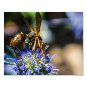 Biene bewusstes 10" x 8", KodakproFoto-Papier Fotodruck