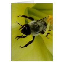 BIENE FANTASTISCH - CHRISTLICHER GRUSS