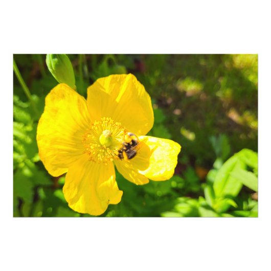 Biene Fotodruck (Vorne)