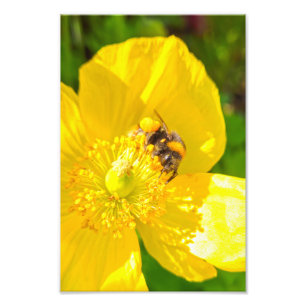 Biene Fotodruck