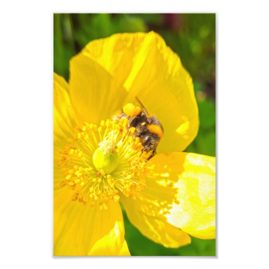 Biene Fotodruck (Vorne)