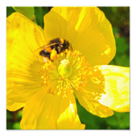 Biene Fotodruck
