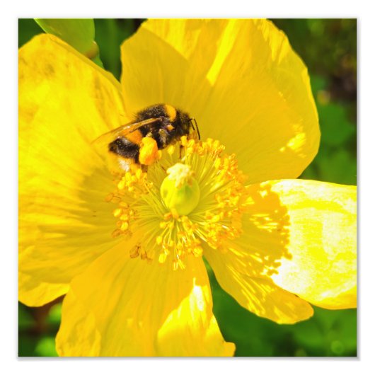 Biene Fotodruck (Vorne)
