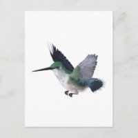 Biene Hummingbird Female