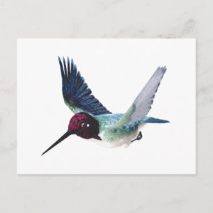 Biene Hummingbird Male Postkarte