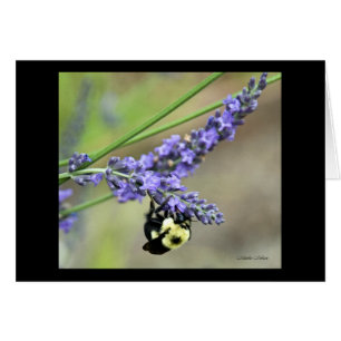 Biene im Lavendel
