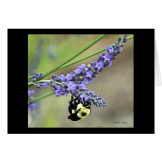 Biene im Lavendel