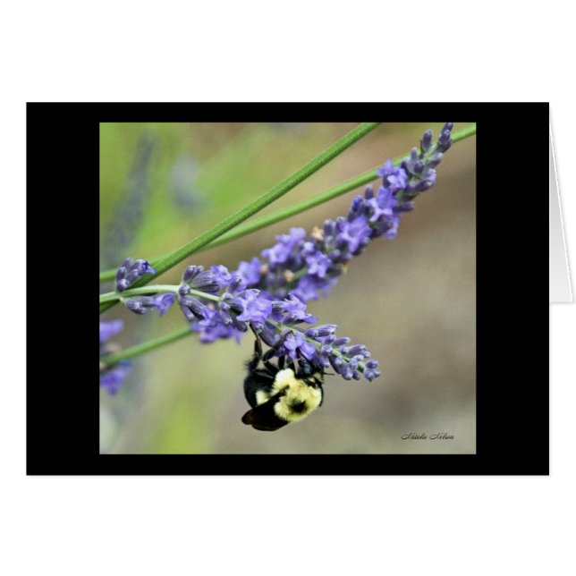 Biene im Lavendel (Vorderseite (Horizontal))
