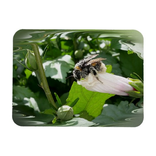 Biene im Sommer Magnet (Horizontal)