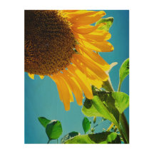 Biene in der Sonnenblume