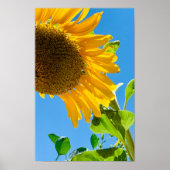 Biene in der Sonnenblume Poster (Vorne)