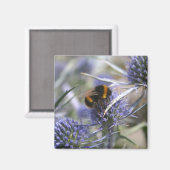 Biene in Distel Magnet (Vorderseite/Rückseite)