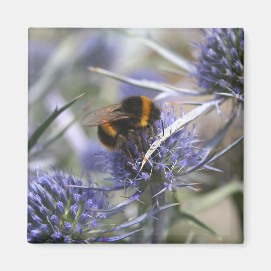 Biene in Distel Magnet (Vorne)