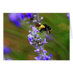 Biene in Lavender