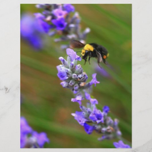 Biene in Lavender Flyer (Vorne)