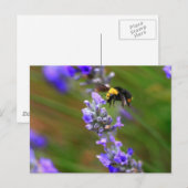 Biene in Lavender Postkarte (Vorne/Hinten)