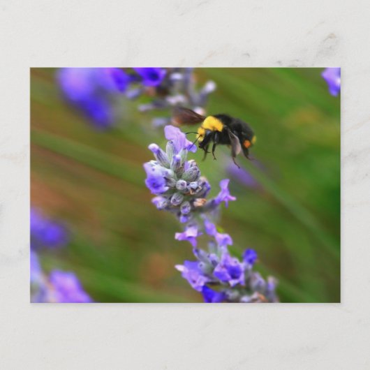 Biene in Lavender Postkarte (Vorderseite)