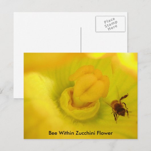 Biene innerhalb der Zucchini-Blume Postkarte (Vorne/Hinten)