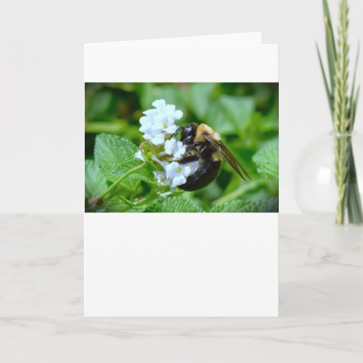 Biene, Karte (Vorderseite)
