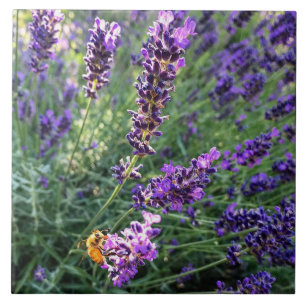 Biene & Lavender Fliese