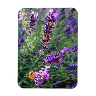Biene & Lavender Magnet