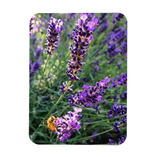 Biene & Lavender Magnet (Vertikal)