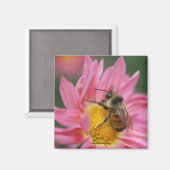 Biene On Pink Daisy Blume Foto Magnet (Vorderseite/Rückseite)