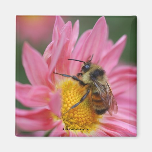 Biene On Pink Daisy Blume Foto Magnet (Vorne)