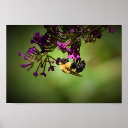 Biene Poster (Vorne)