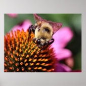 Biene Poster (Vorne)