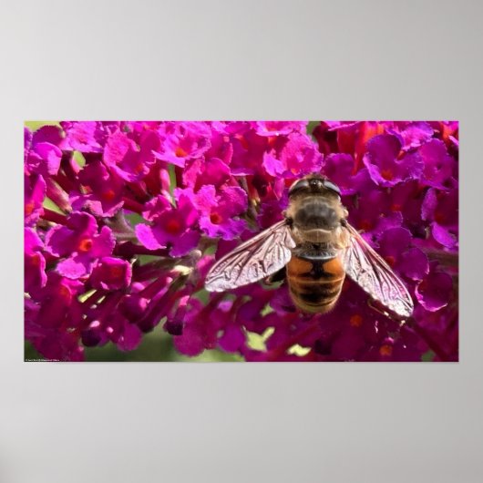 Biene Poster (Vorne)