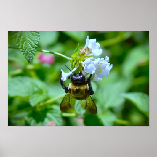 Biene Poster (Vorne)