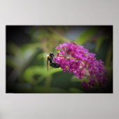 Biene Poster (Vorne)