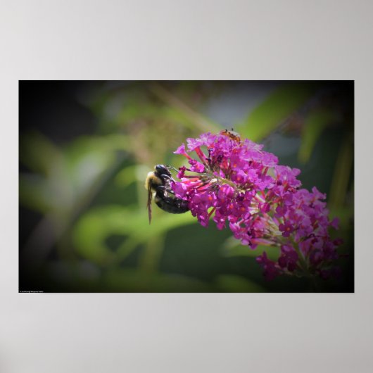 Biene Poster (Vorne)