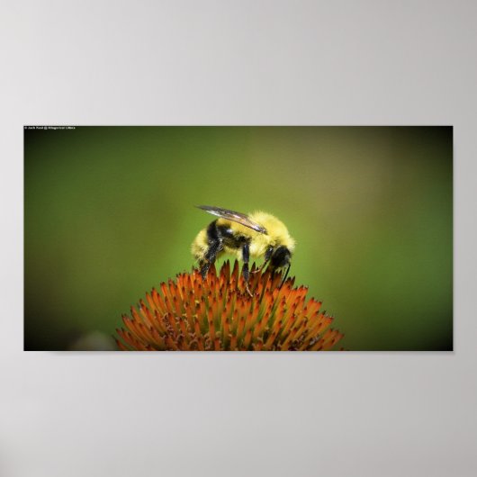 Biene Poster (Vorne)