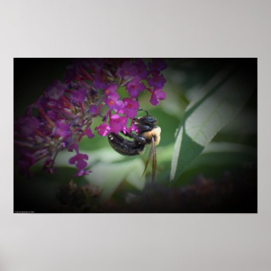 Biene Poster (Vorne)