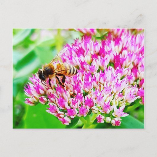 Biene Postkarte (Vorderseite)