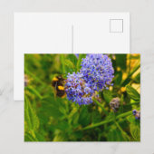 Biene Postkarte (Vorne/Hinten)