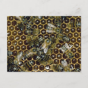 Biene Postkarte