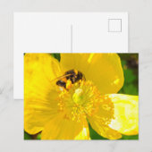 Biene Postkarte (Vorne/Hinten)