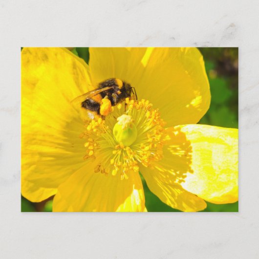 Biene Postkarte (Vorderseite)