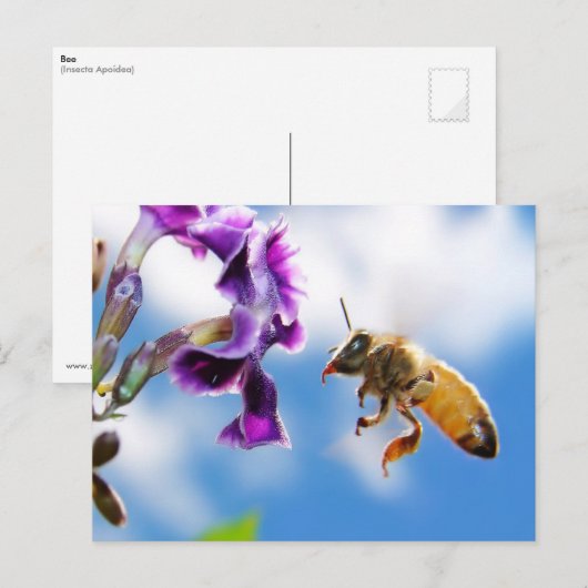 Biene Postkarte (Vorne/Hinten)