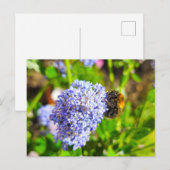 Biene Postkarte (Vorne/Hinten)