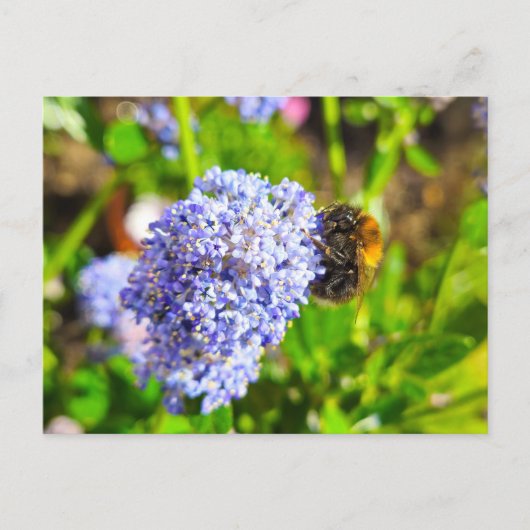 Biene Postkarte (Vorderseite)