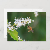 Biene Postkarte (Vorne/Hinten)