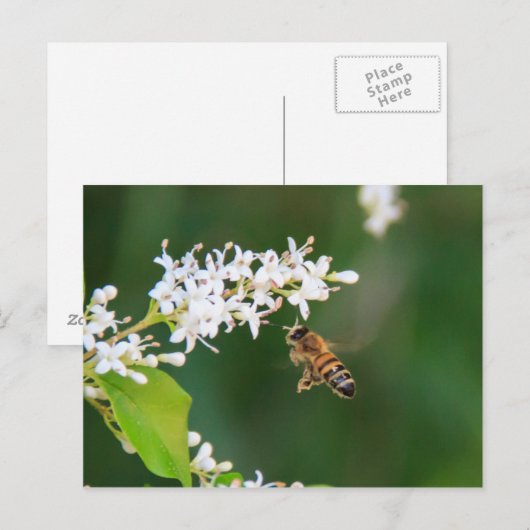 Biene Postkarte (Vorne/Hinten)