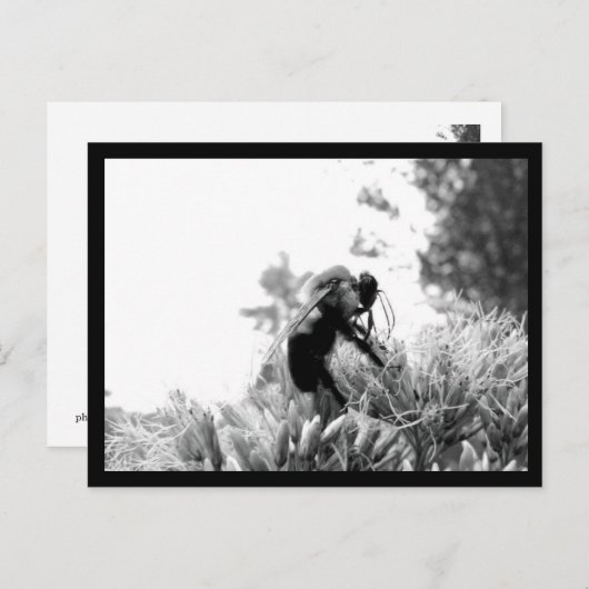 Biene Postkarte (Vorne/Hinten)